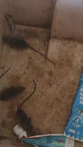 THE VIDEO SHOWS A CLOSE-UP VIEW OF A DIRTY, CRACKED, LIGHT-COLORED PLASTIC CONTAINER. SEVERAL DEAD MICE ARE VISIBLE IN THE BOTTOM OF THE CONTAINER. ONE MOUSE IS NEAR THE BOTTOM CENTER, AND ANOTHER IS TO ITS UPPER LEFT. A THIRD MOUSE IS IN THE UPPER LEFT CORNER. THE CONTAINER ALSO CONTAINS WHAT APPEARS TO BE DEBRIS, SUCH AS SMALL PIECES OF PAPER OR PLASTIC, AND DIRT. A USED TOOTHPASTE TUBE IS LYING NEAR THE BOTTOM EDGE OF THE FRAME. A PARTIALLY VISIBLE BLUE AND WHITE PACKAGE IS ALSO IN THE BOTTOM RIGHT CORNER. THE LIGHTING IS DIM, AND THE FOCUS IS SLIGHTLY SOFT.
