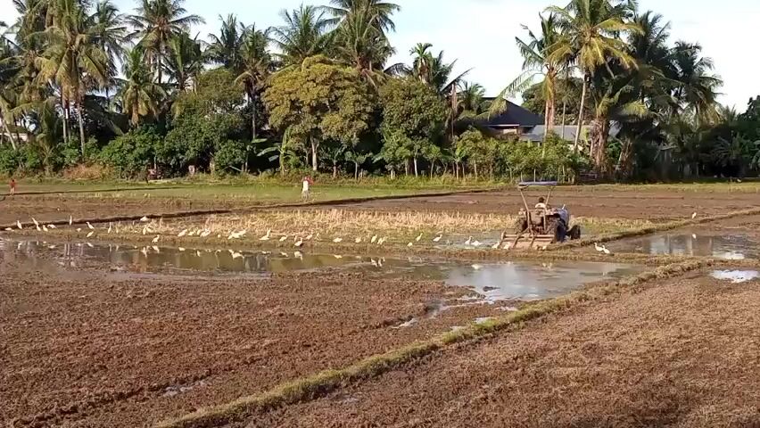 A wide shot shows a rural landscape with a rice paddy in the foreground and middle ground. Coconut trees and other vegetation line the background, with a few houses visible behind the trees. A person is operating a tiller in the flooded section of the rice paddy, churning up the mud. A flock of white birds, likely egrets, are scattered throughout the flooded paddy, some standing in the water and others on drier patches of land, apparently foraging. A person stands in the distance on a drier section of the field, and another person is visible closer to the left edge of the frame. The sky is bright, suggesting it is daytime.