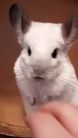 A close-up shot shows a white chinchilla with large ears eating from a person's fingers. The chinchilla is positioned in the center of the frame and appears to be in a wooden enclosure. The person's hand enters the frame from the bottom, offering a treat to the chinchilla. The chinchilla nibbles at the fingers, its mouth slightly open. The lighting is dim, creating a warm, indoor atmosphere.