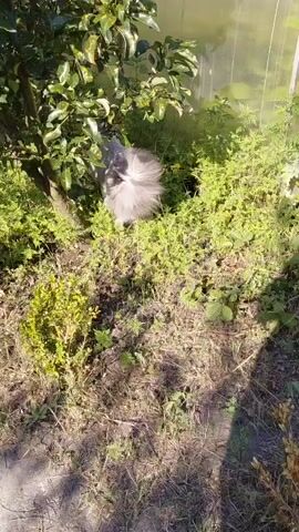 A chicken with fluffy grey feathers walks through green grass and onto a stone path. The sun casts shadows of leaves and branches onto the ground. A person's bare foot, wearing a pink toe ring, is visible at the bottom of the frame. The video appears to be shot outdoors in a garden or yard.