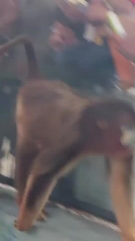 The video shows a monkey with a reddish-brown face behind a glass enclosure. The monkey's fur is a mix of brown and gray, and its teeth are visible. People are standing behind the camera and the glass. The background is blurry.