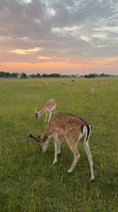 Fallow deer at dusk, farmland and irrigation near Pliening