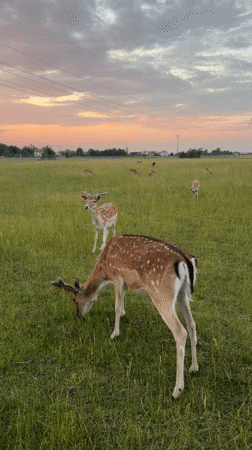 Fallow deer at dusk, farmland and irrigation near Pliening