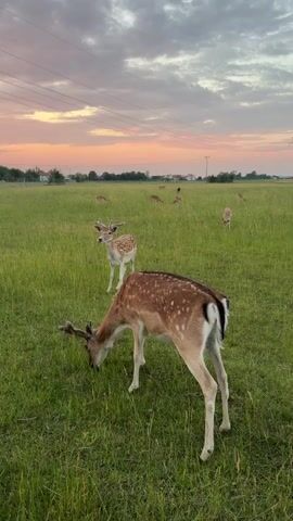 This media file captures a serene scene in a grassy field, likely in Pliening, Germany. The primary subjects are a group of fallow deer grazing peacefully. The most prominent deer in the foreground is a buck with small antlers, its head bowed as it munches on the grass. Another deer, a doe or a younger buck, stands alert behind it, also seemingly grazing. In the background, several other deer are scattered across the expansive field.

The setting is a wide, open meadow bathed in the soft, warm light of either sunrise or sunset. The sky above is a canvas of pastel colors, with hues of pink, orange, and gray clouds, indicative of twilight. Power lines stretch across the upper portion of the frame, with a distant utility pole visible on the right. In the far distance, a line of trees and some scattered houses suggest a rural or semi-rural environment.

The overall atmosphere is tranquil and idyllic. The activity is simple: the deer are engaged in their natural behavior of foraging in a peaceful pasture. The time of day is clearly either dawn or dusk, judging by the sky's coloration and the gentle lighting. The weather appears calm, with no indication of wind or rain. There is no visible text in the media file.
