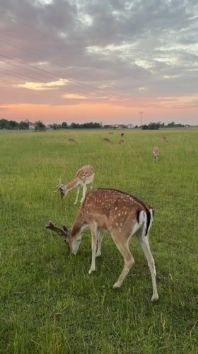 Fallow deer at dusk, farmland and irrigation near Pliening