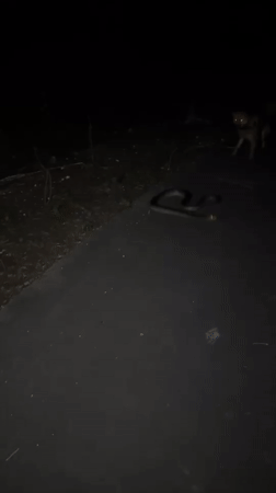 Snake encounters barking dogs on road in Kediri
