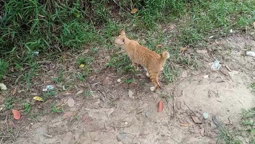An orange cat with white paws walks across a dirt path. The cat is facing away from the camera. The path is surrounded by green grass and some fallen leaves. There are also a few pieces of trash on the ground.