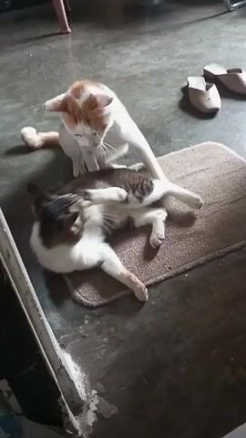 The video shows two cats on a brown rug. One cat, white with orange patches, is standing over the other, which is lying down. The lying cat is white with gray and black tabby markings. The cat on the rug appears to be grooming itself, while the other cat seems to be watching. There are a pair of slippers and a leg of a chair visible in the background. The floor appears to be concrete.