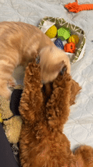 Orange cat and brown poodle puppy play on a Sofia bed