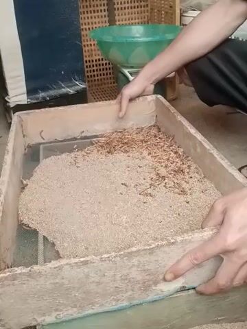 A person is sifting mealworms and sawdust in a weathered wooden box. They are holding the box by its sides and moving it back and forth to separate the worms from the sawdust. The worms are light brown and crawling around. A green plastic funnel and a woven basket are partially visible in the background.