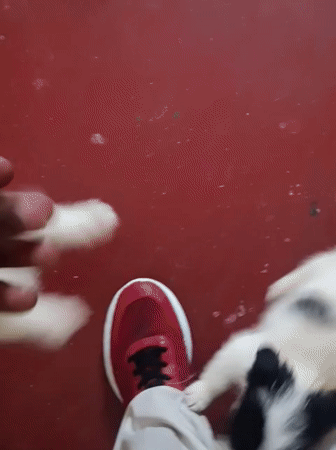 Puppies and pets at a Nairobi vendor or breeder setup