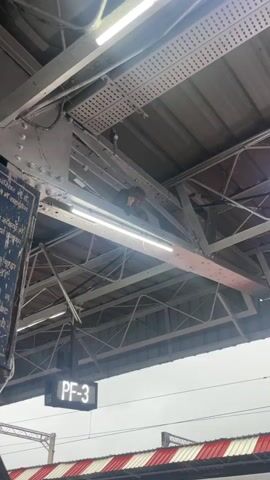 A monkey is perched on a metal beam near a light fixture above a train platform. The monkey appears to be eating something yellow. A sign labeled "PF-3" is visible below the monkey.