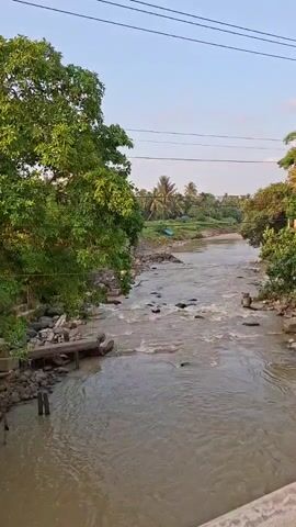 The video shows a river flowing under what appears to be a bridge. The water is a murky brown color and flows with some turbulence, visible around rocks in the riverbed. The riverbanks are lined with trees and other vegetation, with a mix of green foliage. In the background, palm trees are visible. Power lines stretch across the top of the frame.