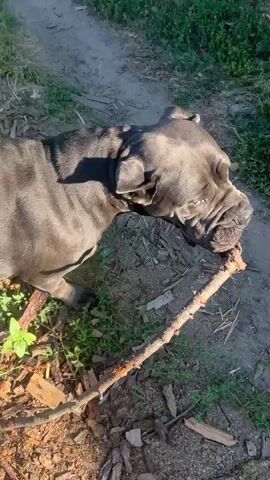 A gray pit bull dog is seen in an outdoor setting with dry grass, dirt, and some green plants. The dog is holding a thick branch horizontally in its mouth. The dog looks toward the camera with its mouth around the branch. The scene is lit by sunlight, creating shadows on the dog and the ground. The dog moves its head and the branch, and at one point its tongue is visible. Part of a person's foot, wearing a sandal, is visible in the lower left corner of the frame at 00:03. The dog's body is mostly visible, and the branch appears to be a natural, unworked piece of wood.