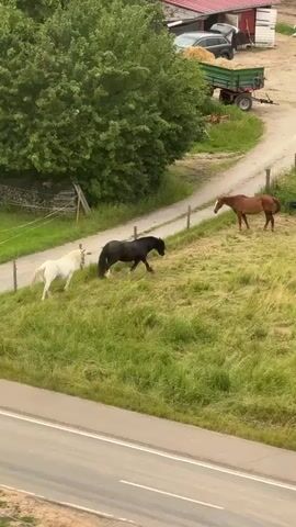 The video shows three horses in a grassy field. One white horse and one black horse are walking together, while a brown horse stands a short distance away. In the background, there is a dirt road, a red-roofed building, a trailer loaded with hay, and a car. The environment appears to be a rural farm.