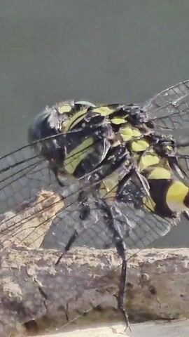 The video presents a close-up view of a dragonfly perched on a twig. The dragonfly exhibits a black and yellow striped pattern on its abdomen and thorax. Its wings are transparent with a fine vein structure. The dragonfly's legs are also black. The twig appears to be part of a dead branch with a rough, cracked texture. The background is a uniform, pale green, possibly representing water or sky. The camera remains static, focusing on the insect. A person speaks near the dragonfly, remarking on the beauty of the insect.