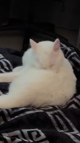 A white cat is grooming itself on a black and white patterned blanket. The cat is lying on its side with its eyes closed and its tongue sticking out as it licks its fur. The background is dark and appears to be indoors, possibly a room with furniture.