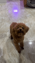 Pet owner plays with poodle, tends goldfish in Vietnam home