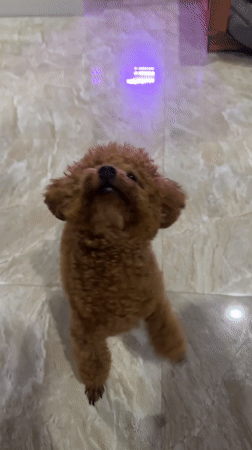 Pet owner plays with poodle, tends goldfish in Vietnam home