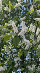 Early morning dog walk past blooming tree captured