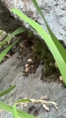 A close-up, low-angle shot shows a cluster of ants carrying pale, oblong objects, likely ant pupae or eggs, across a gray, rocky surface. Some ants are also visible scurrying around the edges of the frame. Green blades of grass frame the scene, suggesting an outdoor, natural environment. The overall lighting is subdued.