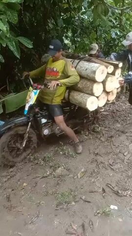The video shows three men attempting to move a motorbike loaded with a stack of logs through a muddy area. The motorbike is stuck deep in the mud. One man, wearing a yellow shirt and black cap, is on the bike, presumably trying to steer. Two other men, dressed in work clothes, are standing on either side of the bike, apparently pushing and trying to get it out of the mud. The surrounding environment is dense with green foliage and trees, suggesting a forest or wooded area. The ground is extremely muddy, indicative of recent rain or a damp environment.