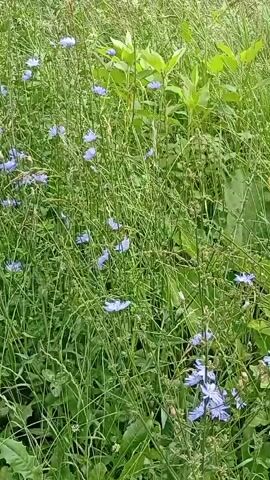 This is a vertical video of a field filled with tall green grass and numerous delicate blue flowers. The flowers, likely chicory, are scattered throughout the frame, appearing as small pops of color against the dense green foliage. The grass is a mix of upright stems and broader leaves, with some seed heads visible, suggesting a natural, untamed setting. The overall impression is one of a lush, summery meadow. The lighting appears to be natural daylight, likely daytime, with no strong shadows suggesting direct sunlight, hinting at an overcast or diffused light condition. The camera is static, offering a full view of the field. There is no discernible activity or event taking place beyond the natural growth and appearance of the plants. The setting is a natural outdoor environment, consistent with a field or meadow. No people, objects, text, or specific location cues beyond the general setting are visible. The mood is serene and natural.