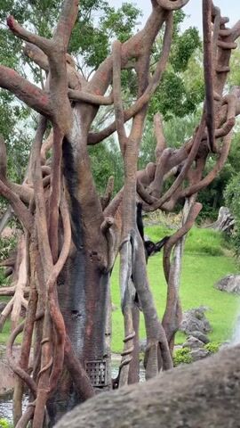 A black monkey is climbing down a tree with thick, brown, twisted vines. In the background, there's a lush green field, rocks, and a small waterfall. The sky is overcast.