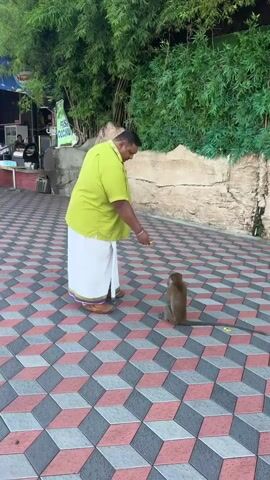 The video shows a man feeding a monkey in an outdoor paved area, identified as the Selayang Municipal Council in Malaysia.

The main subject is a man of medium build, wearing a bright lime green short-sleeved shirt and a traditional white dhoti with a purple and gold border. He also wears a red thread bracelet on his right wrist. He is standing, facing a small, light brown macaque monkey that is sitting on the ground.

The ground is covered with distinctive patterned tiles, creating a 3D cube illusion with red, grey, and black colors. In the background, there is a dense wall of green foliage, possibly bamboo, and a natural-looking stone wall. To the left of the frame, a stall with a partially visible sign that reads "FAST COCONUT" suggests a vendor area.

The man is seen gently dropping small pieces of food, which appear to be banana, onto the ground for the monkey. The monkey calmly picks up each piece with its hands and consumes it. A banana peel is already present on the ground near the monkey, indicating previous feeding or consumption. The man observes the monkey eating with a calm and relaxed demeanor. The scene takes place during the day, under clear and bright lighting conditions, suggesting fair weather. The interaction is peaceful, highlighting a common occurrence of feeding monkeys in areas where they co-exist with humans.