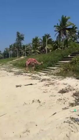 The video shows a camel standing on a sandy beach next to some concrete stairs and green shrubbery. It appears to be wearing a decorative saddle blanket. Palm trees are visible in the background, against a clear blue sky. The beach is sandy with debris scattered on it. The camel is eating green plants.