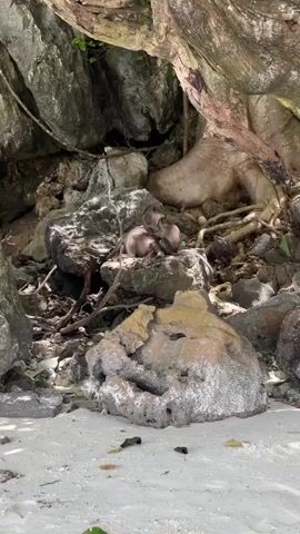 Two monkeys are huddled together on a rock amidst a rocky, wooded environment with a sandy beach in the foreground. The monkey on the right appears to be grooming the monkey on the left, which is lying down. The larger monkey has its back to the viewer, while the smaller monkey is facing its back. The scene is lit by natural light filtering through the trees.