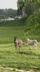 Donkeys graze in field near Lourmarin, France