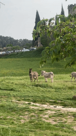 Donkeys graze in field near Lourmarin, France