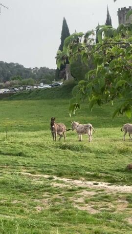 The video shows a green field with several donkeys. There are two donkeys standing near the center of the frame, one a solid grey-brown color and the other is grey with spots. A third donkey is partially visible on the right side of the screen, and a small brown dog is resting on the grass. In the background, there's a line of parked cars, a grassy hill, and some trees. In the far background, a castle-like building can be seen. A tree branch with green leaves is visible in the foreground, partially obscuring the view. The sky is overcast and the light is somewhat diffused.