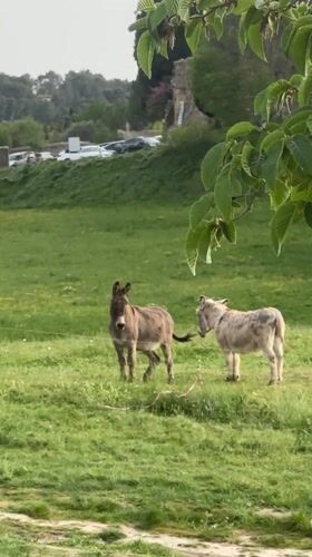Donkeys graze in field near Lourmarin, France