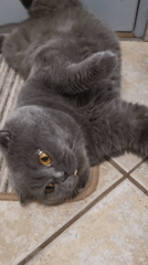 British Shorthair flopped on a rug, soaking up attention