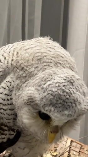 White speckled owl — real or replica — perched on wooden cage in Bali
