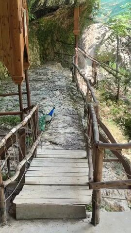 A peacock with iridescent green and blue plumage stands on a stone path next to a wooden railing. The path leads uphill, and a wooden walkway is in the foreground. The environment appears to be outdoors, possibly in a natural setting with rocky terrain and vegetation. The peacock is facing away from the camera, with its tail feathers slightly fanned.