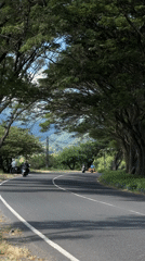 Morning commute captured on tree-lined roads in Dawan, Indonesia