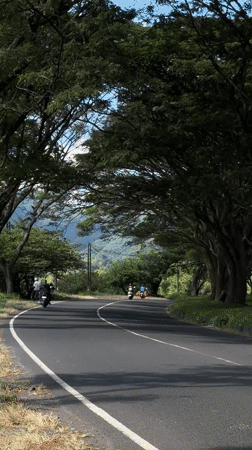 Morning commute captured on tree-lined roads in Dawan, Indonesia