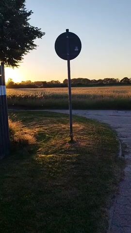 The video shows a rural landscape at sunset. The sun is low on the horizon, casting long shadows and creating lens flare effects. In the foreground, there is a grassy area with a paved path or road curving to the right. A metal pole with a circular sign is planted in the grass. To the left, a tree with dark foliage partially obscures the sun. In the background, a field of crops, possibly wheat or corn, stretches to the horizon. The sky is a clear blue with some orange and yellow hues near the setting sun. The video appears to be a still shot or a very slow pan across the scene. No people or animals are visible. The overall atmosphere is peaceful and serene.