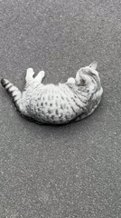 Cat grooming itself on asphalt in Fulda, Germany