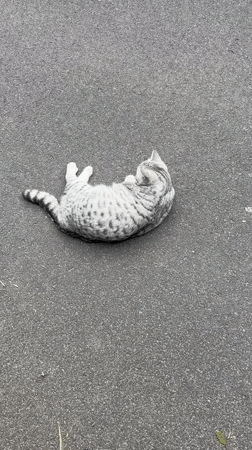 Cat grooming itself on asphalt in Fulda, Germany