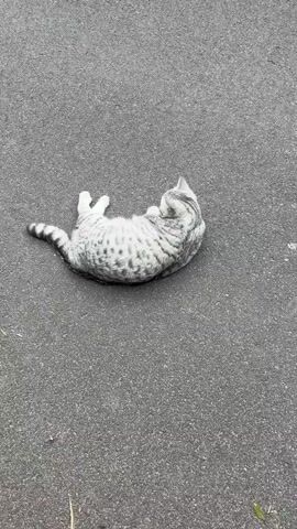 The video shows a gray and white tabby cat lying on its back on an asphalt surface. The cat appears to be grooming itself, as it rolls over and licks its paw. There are no other visible objects or people in the scene.