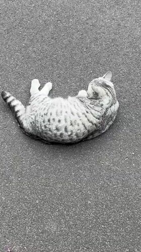 Cat grooming itself on asphalt in Fulda, Germany