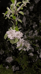 Spring blossoms and rain-soaked streets captured in nighttime Sofia