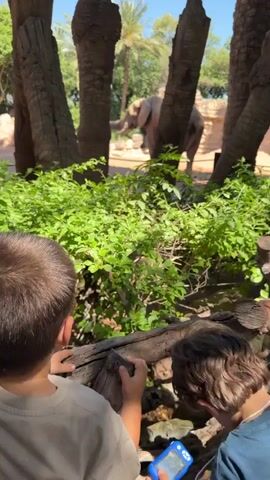 A young boy stands looking at an elephant through a zoo exhibit. The scene is set on a sunny day, with a bright blue sky. The child, positioned in the foreground, is partially obscured by lush green bushes and weathered, dark-toned tree trunks. He is wearing a grey t-shirt. Beyond the foliage and tree trunks, an elephant is visible in its enclosure. The elephant is light gray in color and is positioned on a sandy terrain with a backdrop of palm trees and a rocky wall structure. The boy appears to be watching the elephant with interest. The general atmosphere suggests a casual visit to a zoo.