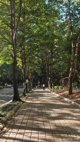 A person is riding a bicycle down a paved path lined with trees. Sunlight filters through the leaves, casting shadows on the path. There is a road to the left of the path.