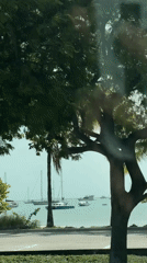Driver films Miami waterfront with sailboats from car window