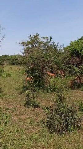 The video shows a group of impalas grazing in a grassy, wooded area on a sunny day. The impalas are light brown in color and are partially obscured by trees and bushes. The vegetation consists of green grass, bushes, and trees. The sky is clear and blue. The video starts with a wider shot of the area and then zooms in on the impalas.  The sound of a car starting can be heard briefly.